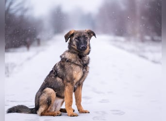 Vasilisa sucht ihr Traumzuhause!
