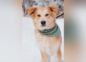 Flauschiger Donald sucht seine Familie