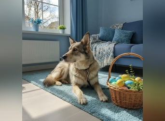 Wuschel Marta wartet auf ihre Menschen