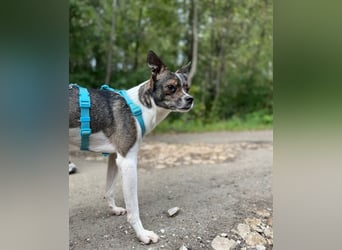 Gesseliger Peter sucht dich ...