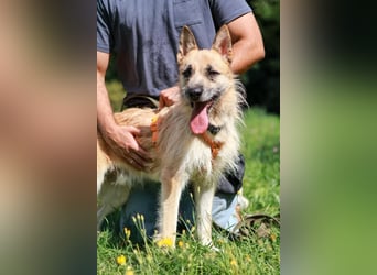 Arisu sucht Familie für immer