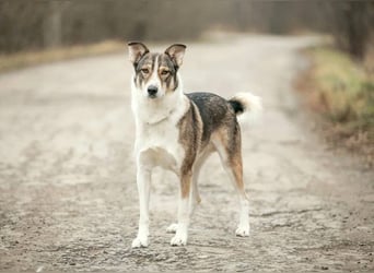 Traum zuhause für Choppy gesucht