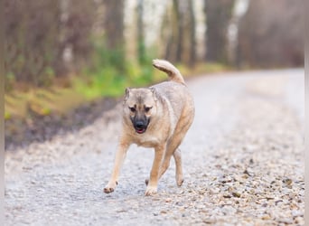 Iriska sucht liebe Menschen