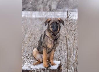 Vasilisa sucht ihr Traumzuhause!