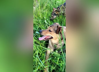 Jim sucht sein zu hause für immer