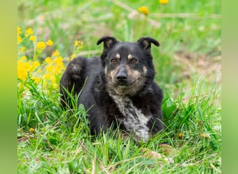 Sensible Mukha sucht verständnisvolle Menschen