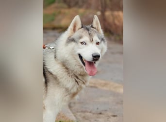 Wunderschöner Rocky sucht Familie