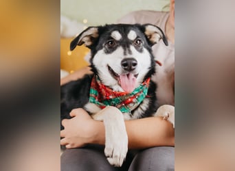 Süße Mia wartet auf ihre Menschen