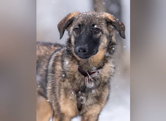 Vasilisa sucht ihr Traumzuhause!