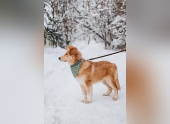 Flauschiger Donald sucht seine Familie