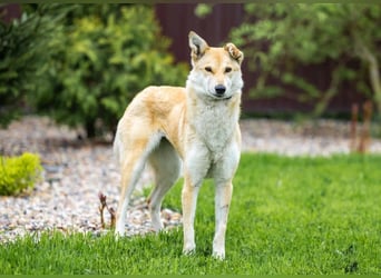 Menschenbezogene Dolly sucht ihre Menschen