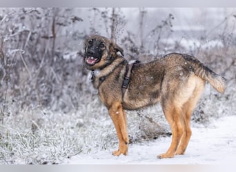 Vasilisa sucht ihr Traumzuhause!