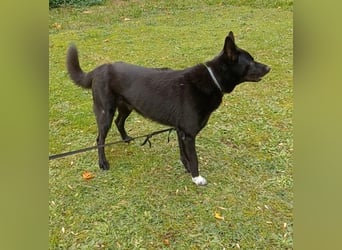 Traumhund
