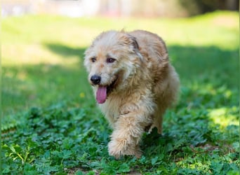 Wer gibt Algerien nochmal eine chance ?!