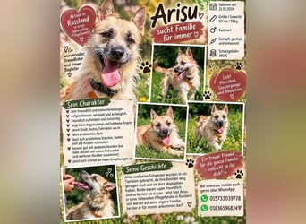 Arisu sucht Familie für immer