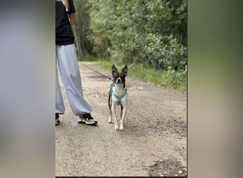 Gesseliger Peter sucht dich ...