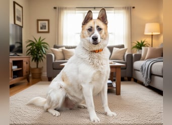 Nessie sucht ihr Für-immer-Zuhause