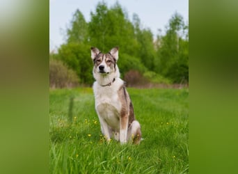 Traum zuhause für Choppy gesucht