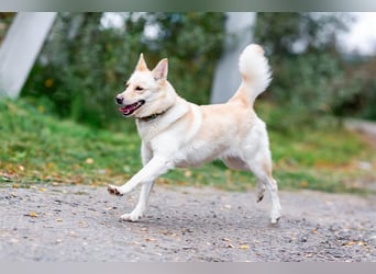 Weiße Schönheit Elsa sucht Familie