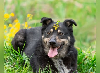 Sensible Mukha sucht verständnisvolle Menschen