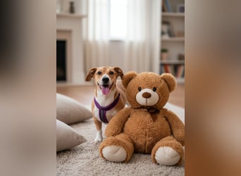 Bucks sucht menschen mit liebe und geduld