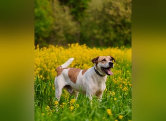 Shonny .. Wer gibt ihm sein für immer zu hause