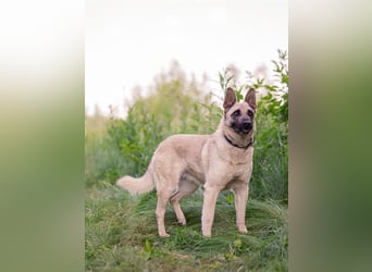 Sanfte Sofia sucht treue Familie