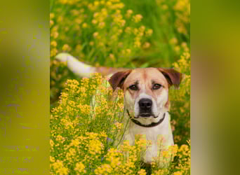 Shonny .. Wer gibt ihm sein für immer zu hause