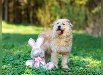 Wer gibt Algerien nochmal eine chance ?!