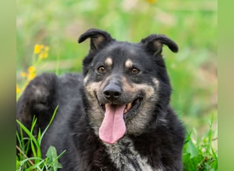 Sensible Mukha sucht verständnisvolle Menschen