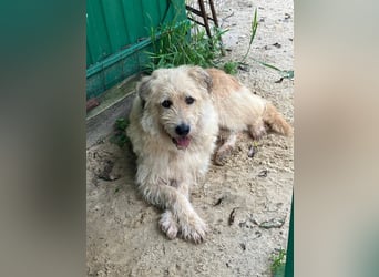 Wer gibt Algerien nochmal eine chance ?!