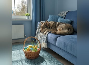 Wuschel Marta wartet auf ihre Menschen