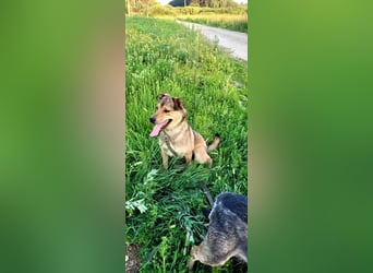 Jim sucht sein zu hause für immer