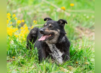 Sensible Mukha sucht verständnisvolle Menschen