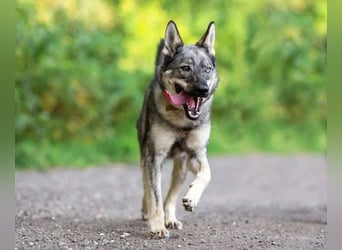 Bonya sucht Familie für immer