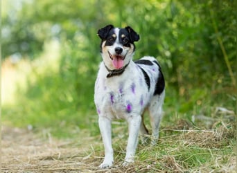 Anhänglich Loki will nach hause