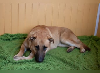 Junge hübsche Leia sucht Familie