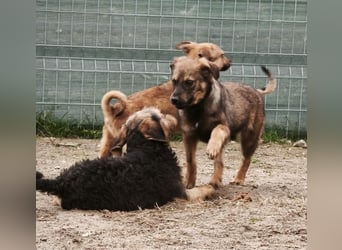 Lenny - genießt Streicheleinheiten