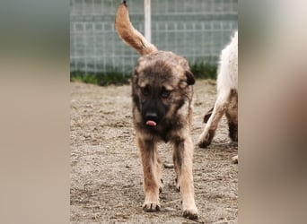 Lenny - genießt Streicheleinheiten