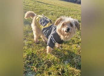 Lotte - liebt es zu schmusen