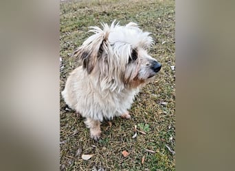 Lotte - liebt es zu schmusen