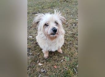 Lotte - liebt es zu schmusen