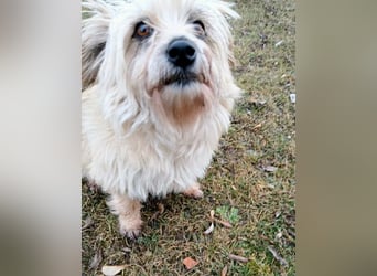 Lotte - liebt es zu schmusen