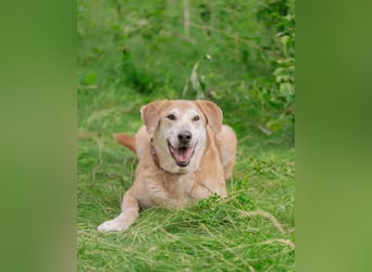 Ulan, weiches Herz wartet auf einen tollen Besitzer