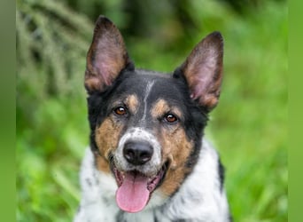 Liebevoller Miron sucht seine menschen