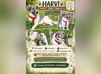 Wer will Harvi die Welt zeigen 34117 Kassel