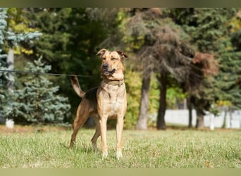 Freundlicher und anhänglicher Grisha sucht Familie
