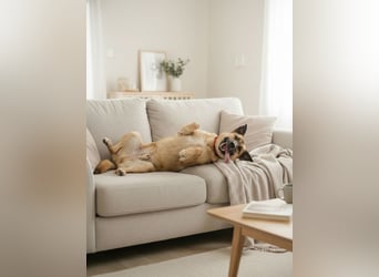 Sanftmütiger Bruno