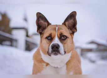 Astra sieht nicht perfekt aus, aber hat ein großes Herz