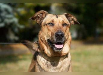 Freundlicher und anhänglicher Grisha sucht Familie